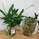 🍀Magiskt hydroponiskt flytande gödselmedel🌱