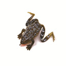 Simulering av mjukt grodabete