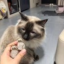 😽Söt katthårsmedaljong🎁