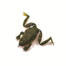 Simulering av mjukt grodabete