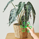 🌿Stödset för växtstammar