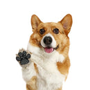 Osynliga skor för hundar (skyddande tassar)