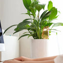 Automatisk vattnare för krukväxter för inomhus- och utomhusbruk - fågelform （2 st）