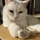 😽Söt katthårsmedaljong🎁