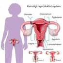 Graphene magen shaper utan spår