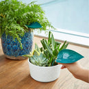 Roliga vattenkorgar (6 st)